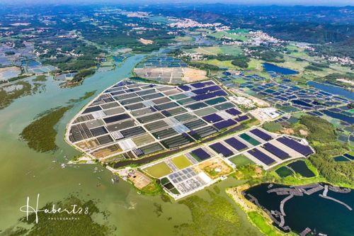 引領(lǐng)合浦養(yǎng)殖業(yè)發(fā)展 開(kāi)辟桂臺(tái)農(nóng)業(yè)交流新渠道——2023年兩岸媒體人廣西行參訪臺(tái)資企業(yè)鮪豐水產(chǎn)南平經(jīng)濟(jì)協(xié)作紀(jì)實(shí)